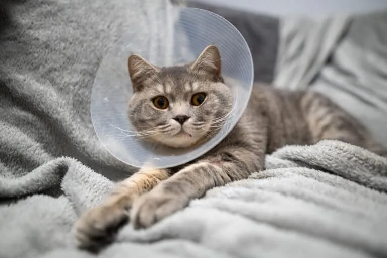 Gray cat resting in a recovery cone after surgery