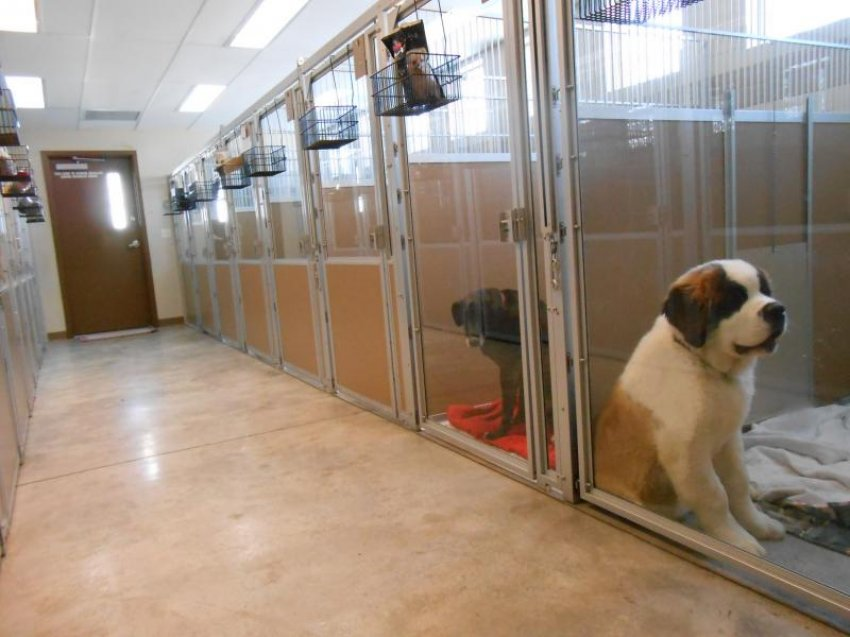 Boarding kennels with a Saint Bernard puppy