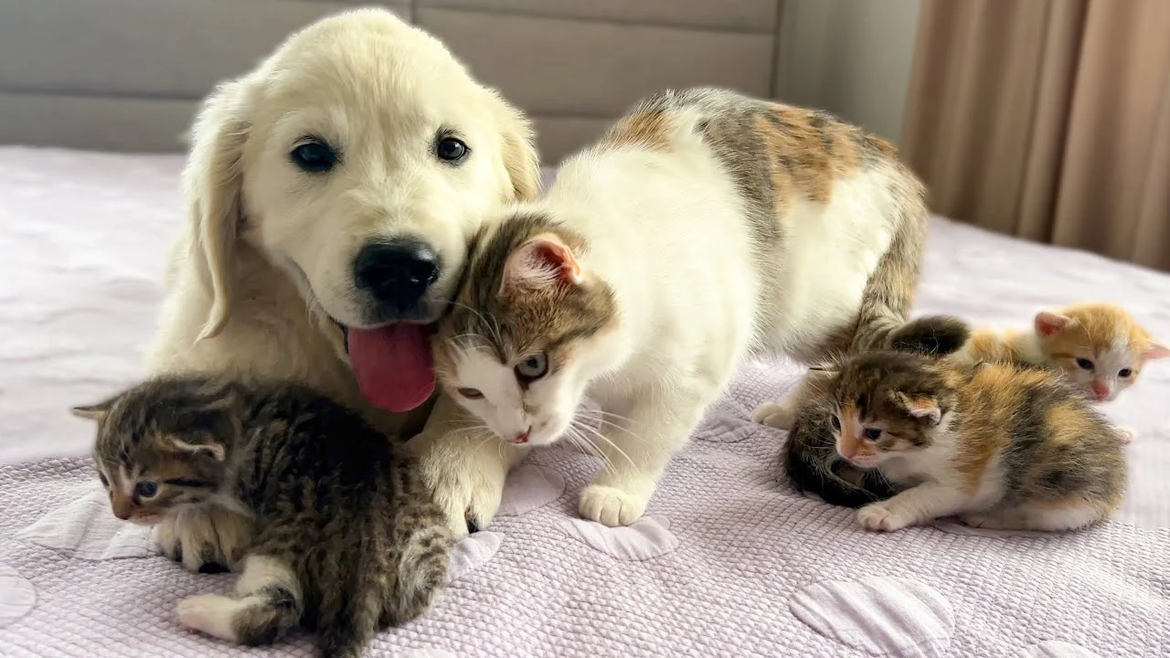 Golden retriever puppy with a litter of kittens
